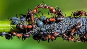 Зошто мравките и aphid едни со други карактеристики на витална активност на инсекти